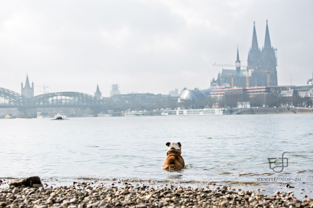 Boss genießt die Skyline von Köln