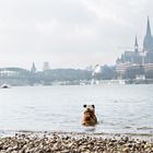 Boss genießt die Skyline von Köln