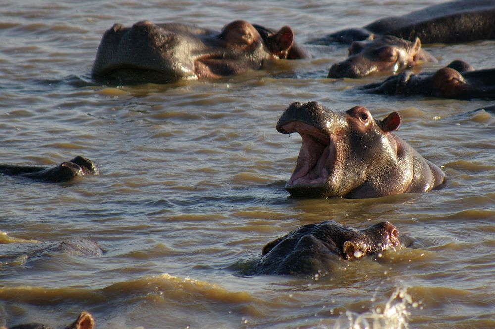 Boss of Hippos