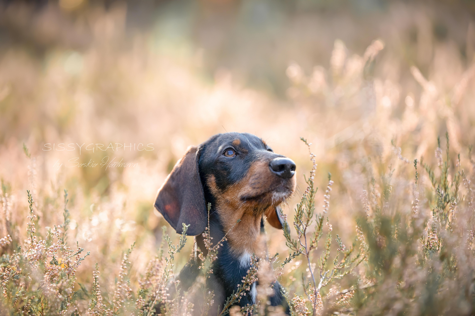 Bosse in der verblühten Heide