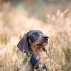 Bosse in der verblühten Heide