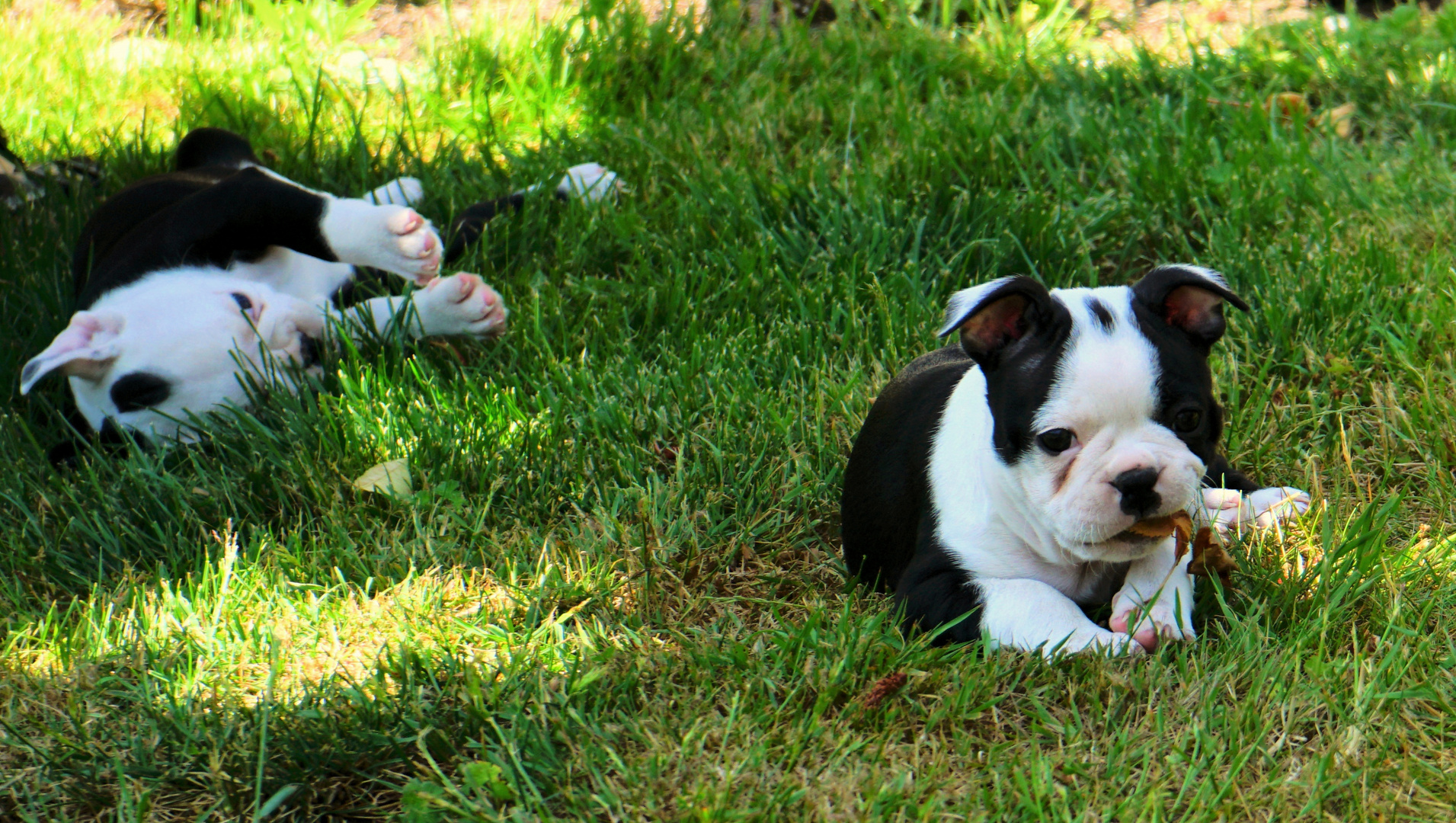 Bosten Terrier Welpen