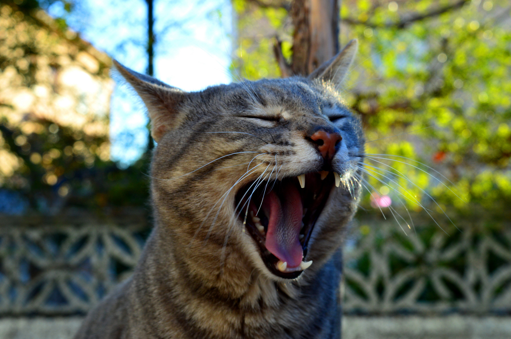 Bostezo gatuno