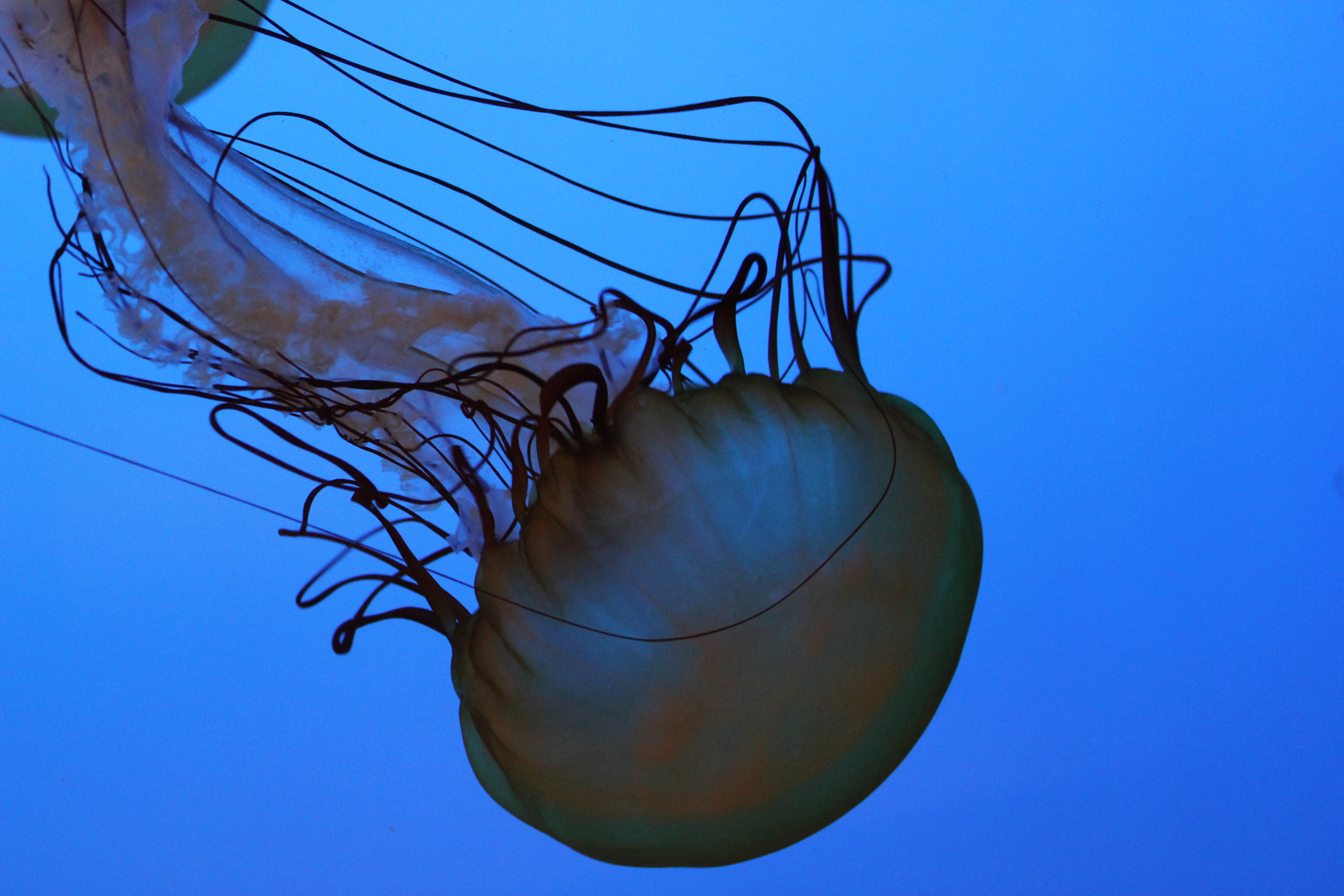 Boston Aquarium