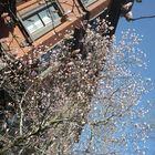 Boston in fiore