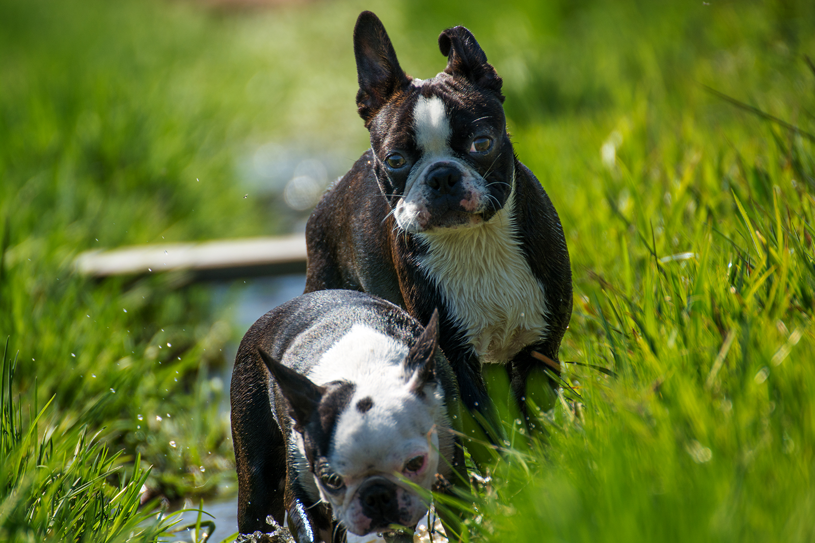 Boston Terrier 2