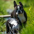 Boston Terrier 2