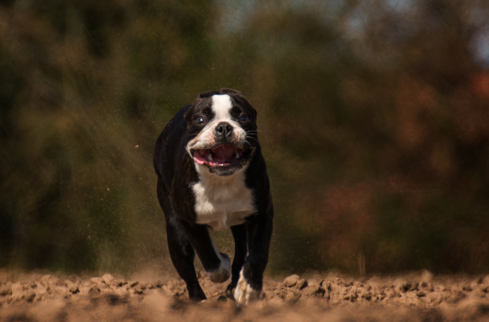 Boston Terrier 3