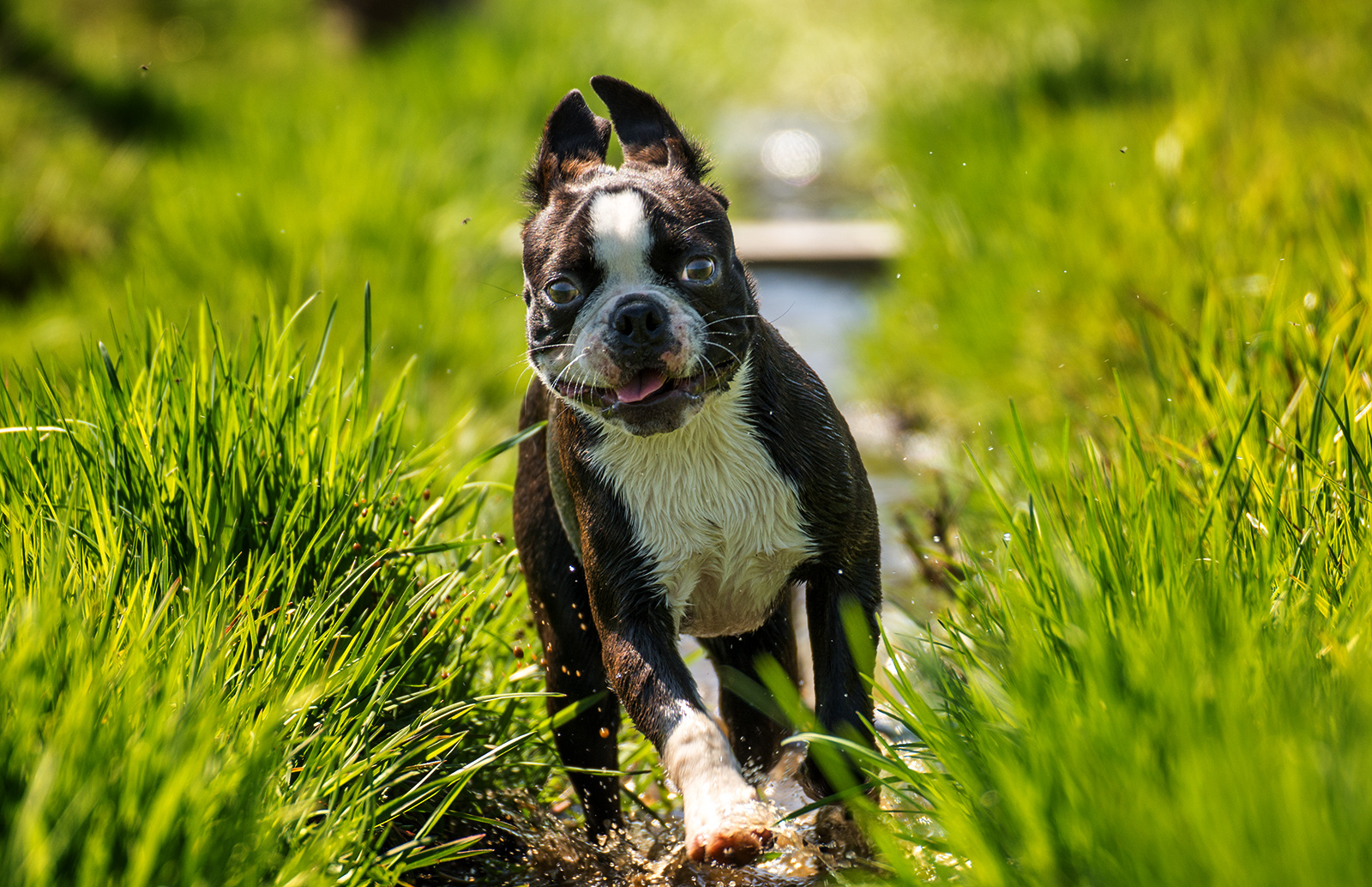 Boston Terrier