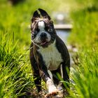 Boston Terrier