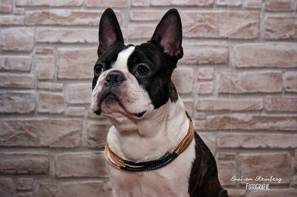 Boston Terrier