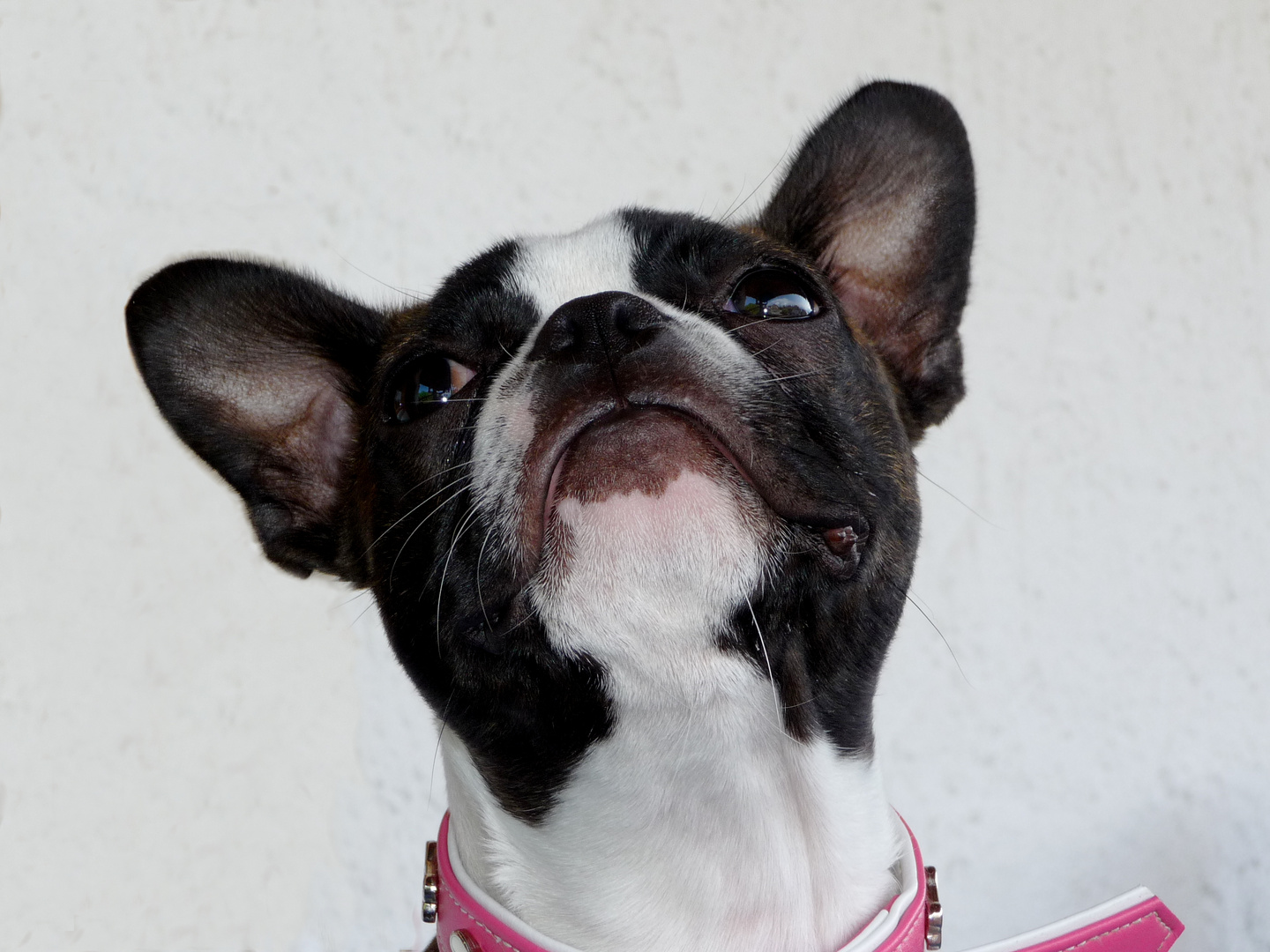 Boston Terrier Angel 05