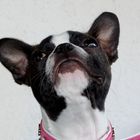 Boston Terrier Angel 05