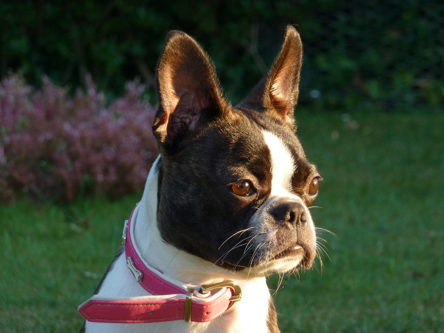 Boston Terrier Angel