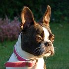 Boston Terrier Angel