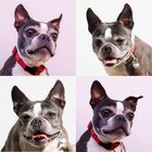 Boston Terrier ANGEL quattro