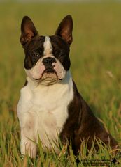 Boston Terrier Bandito 10 Monate