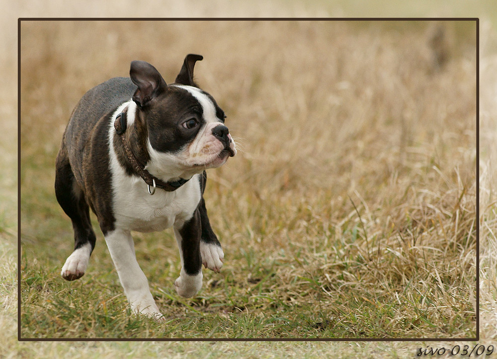 Boston Terrier Bandito