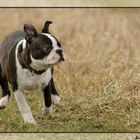 Boston Terrier Bandito