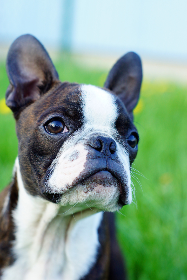 Boston Terrier