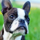 Boston Terrier