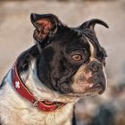 Boston Terrier