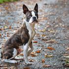 Boston Terrier Eddie