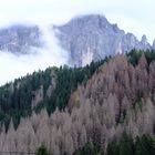 Bostrico, coleottero, onda lunga della tempesta Vaia