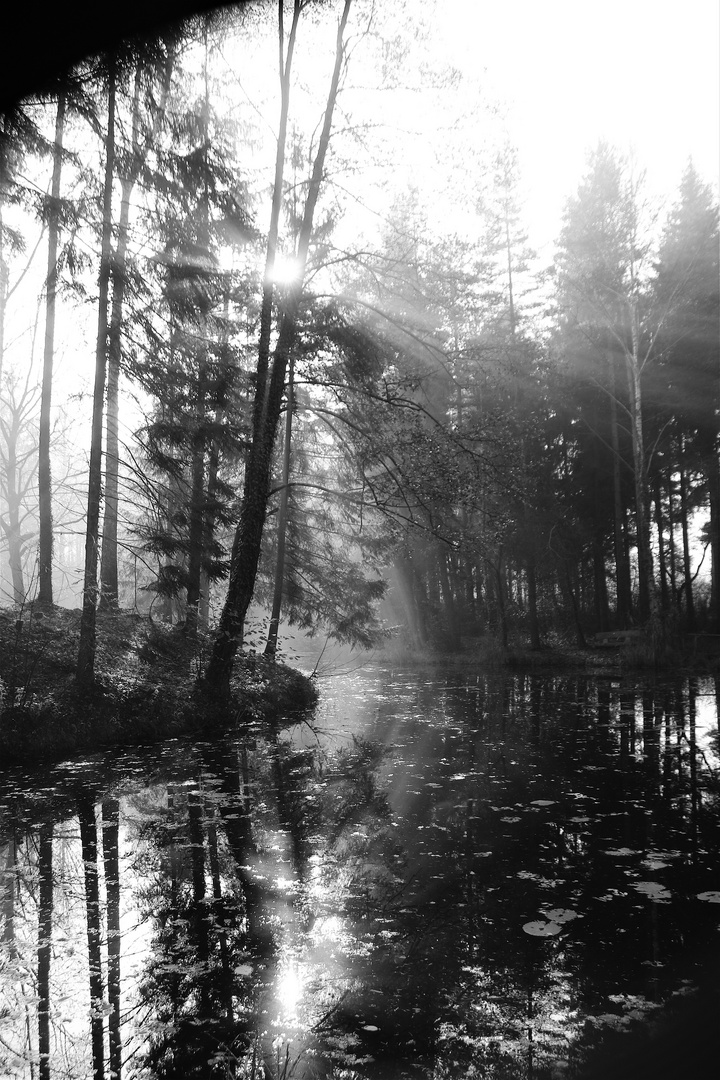 Boswiler Weiher bei mystischer Herbststimmung 