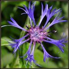 Bot cornflower