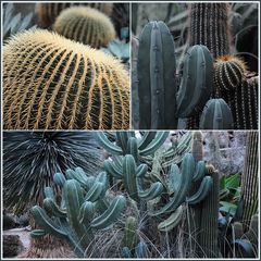 Bot. Garten - Linz
