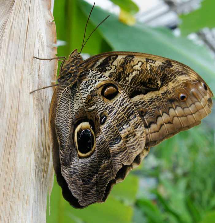 Bot. garten München Foto & Bild tiere, schmetterlinge