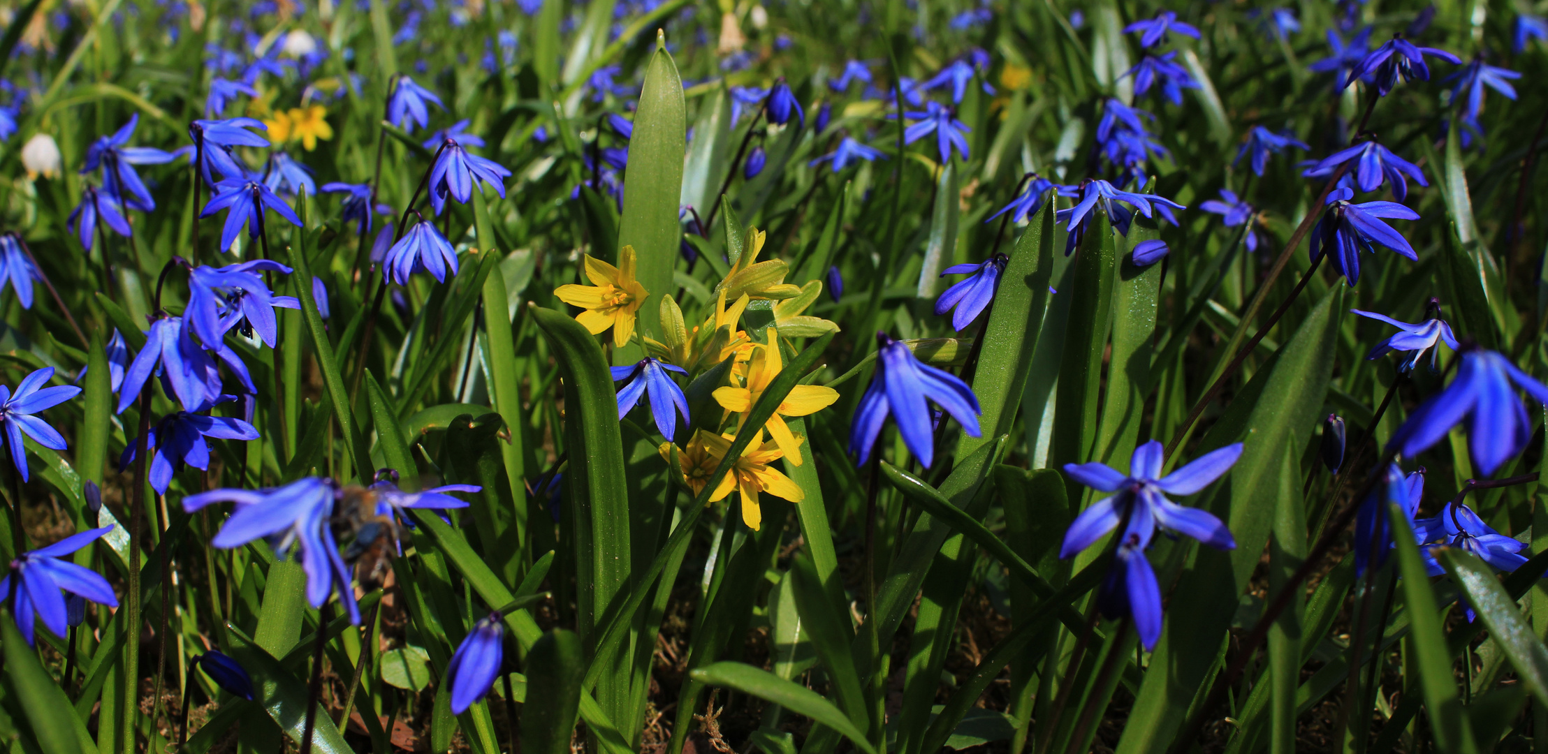 Bot. Scilla siberica                           Deutsch. sibirischer Blaustern