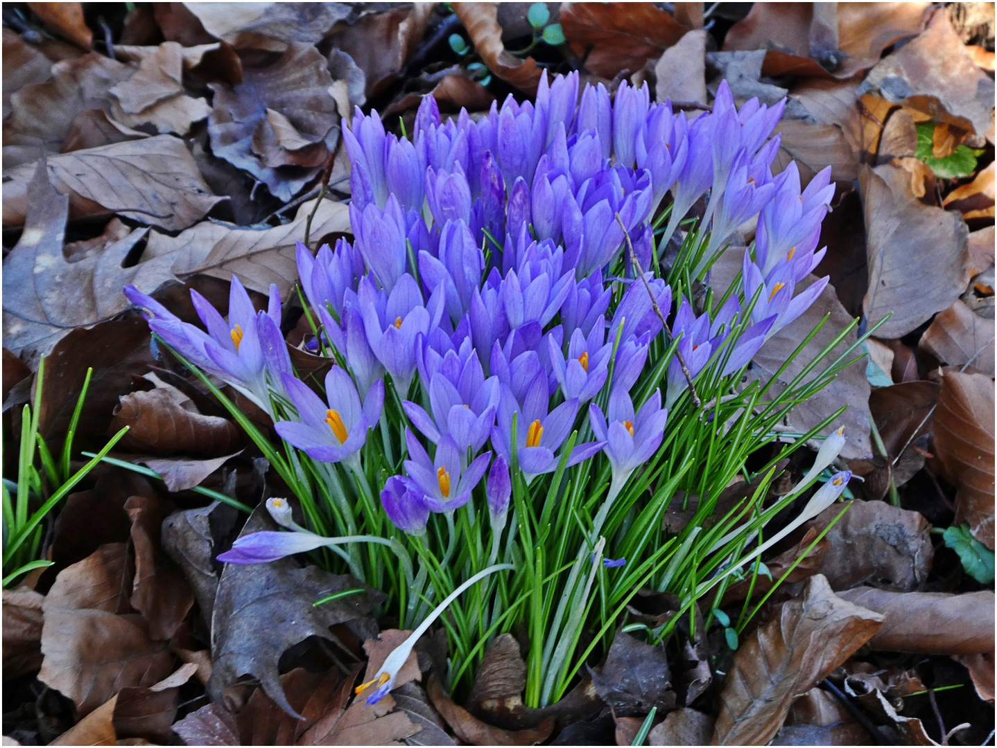 36+ inspirierend Foto Garten Wuppertal Parkanlage &quot;Hardt