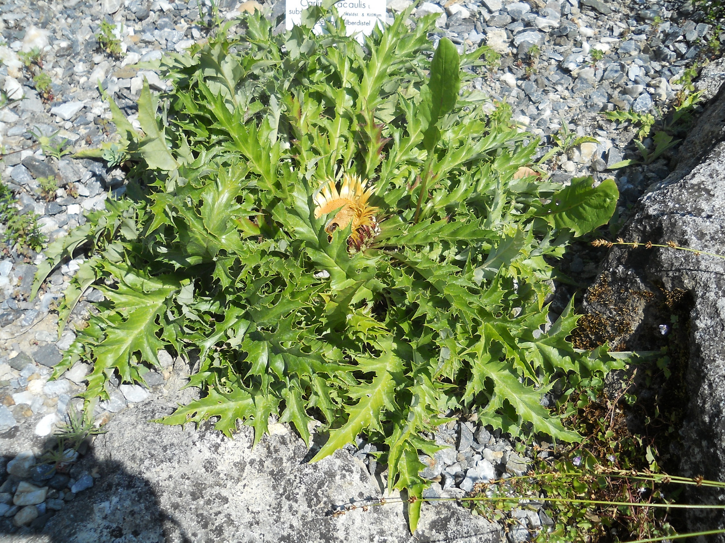 Botan.Garten Graz, Distel