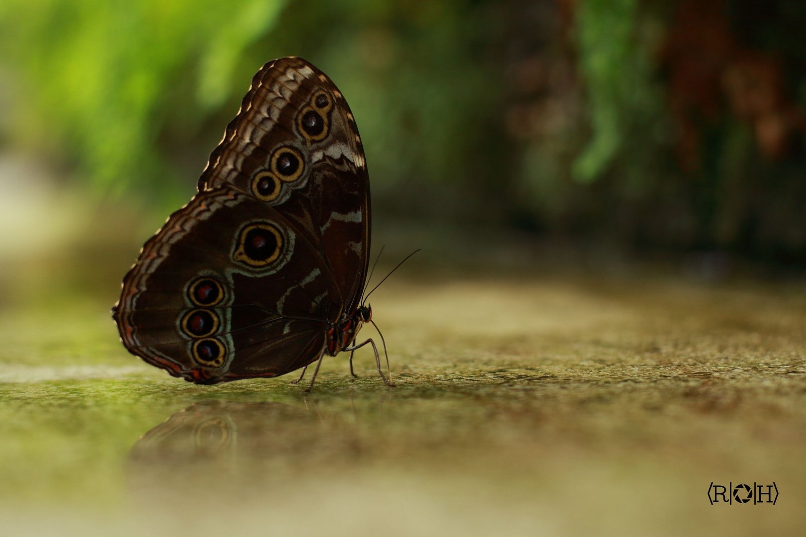 Botanic Butterfly