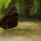 Botanic Butterfly