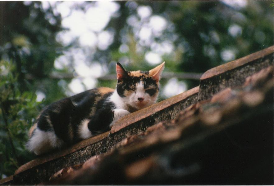 botanic cat