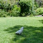 Botanic Garden à Sydney