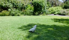 Botanic Garden à Sydney