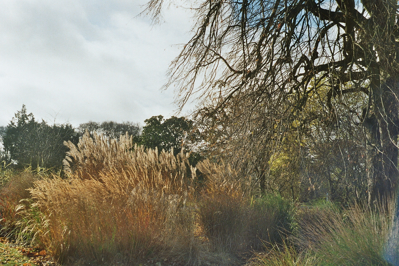 Botanic Garden Dublin