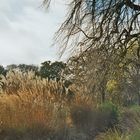 Botanic Garden Dublin