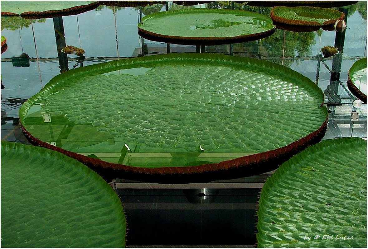  * Botanic garden glasshouse mirror * 