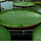  * Botanic garden glasshouse mirror * 