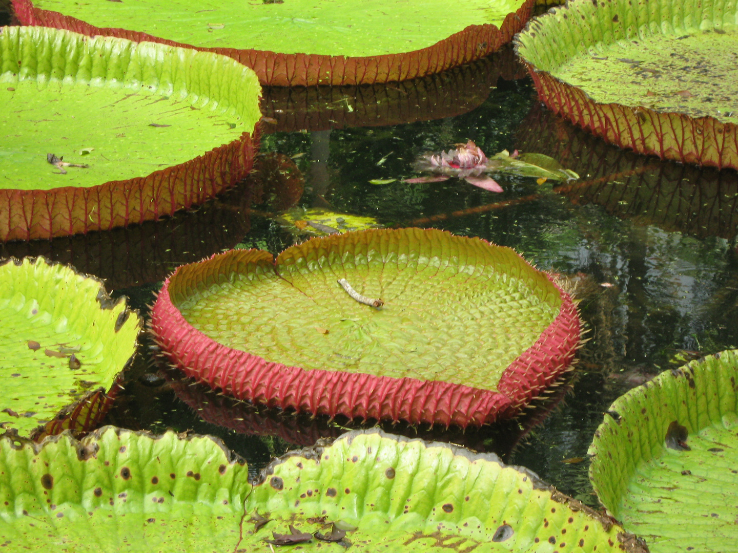 botanic garden pamplemousses Mauritius