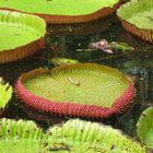 botanic garden pamplemousses Mauritius