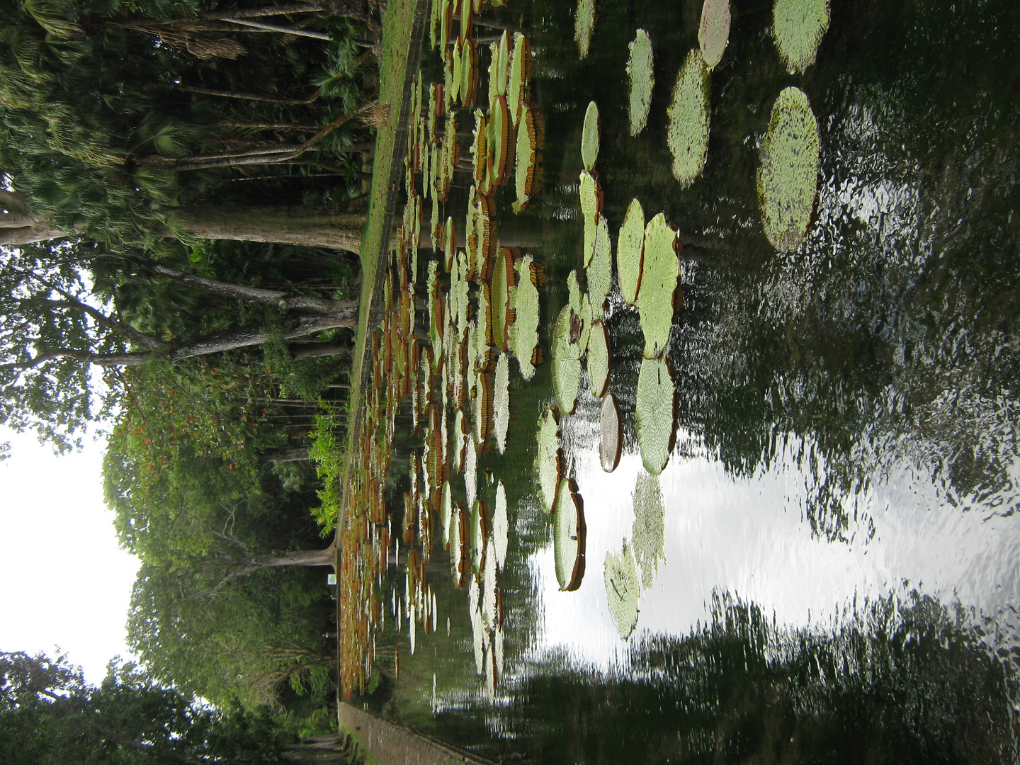 botanic garden pamplemousses Mauritius