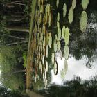 botanic garden pamplemousses Mauritius