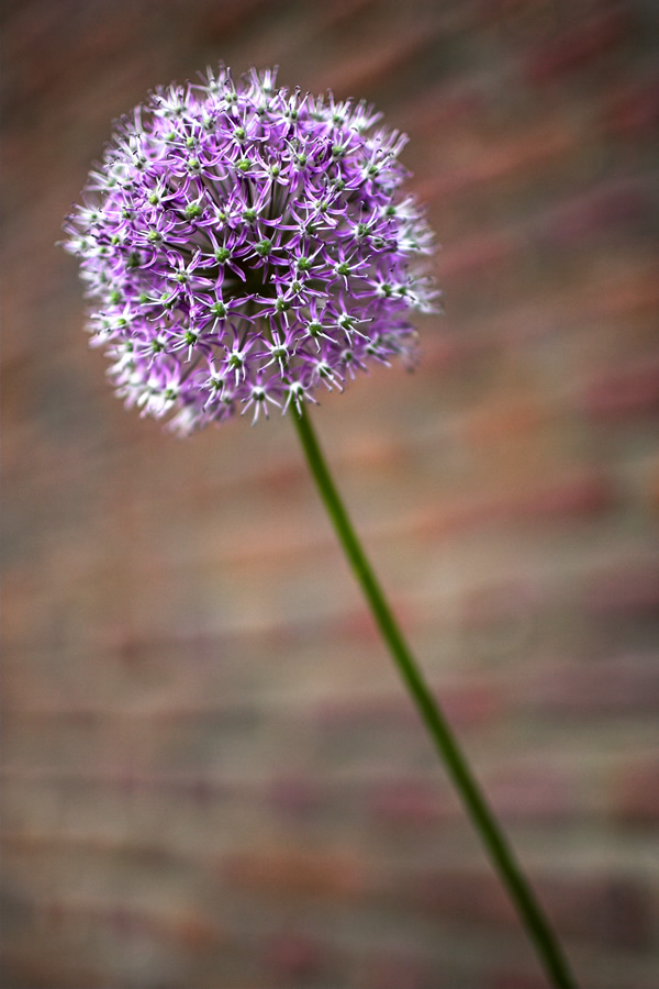 Botanic Garden - Unknown Flower