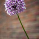 Botanic Garden - Unknown Flower